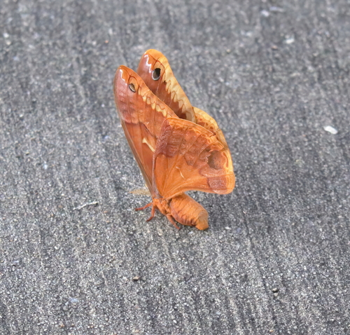 Sweetbay Silkmoth photo 4