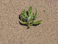 Cycloloma atriplicifolium