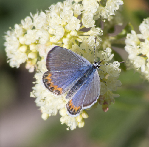 Lupine Blue photo 3