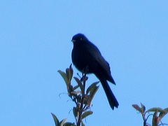 Melaenornis pammelaina ater