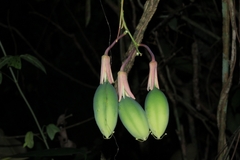 Passiflora contracta