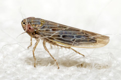 Graminella sonora