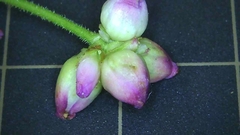 Persicaria senticosa