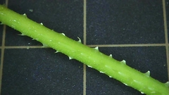 Persicaria senticosa