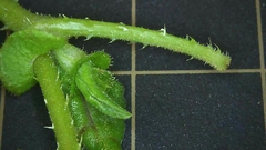 Persicaria senticosa