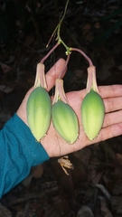 Passiflora contracta