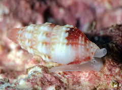 Naudedrillia