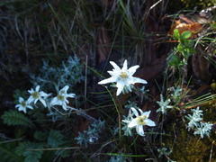 Leontopodium microphyllum