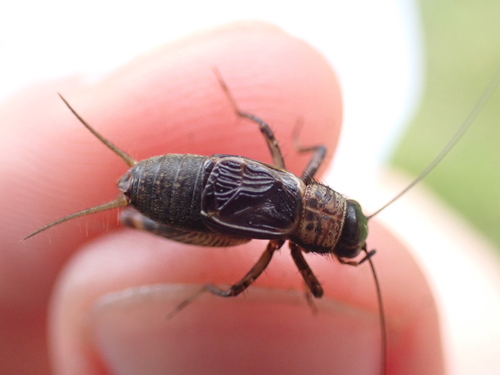Wood cricket