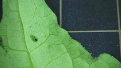 Persicaria senticosa