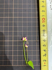 Persicaria senticosa