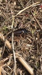 Solenoptera