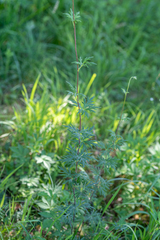 Aconitum volubile
