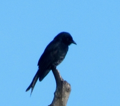 Melaenornis pammelaina ater