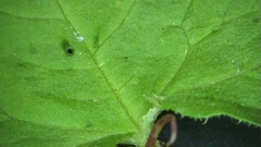 Persicaria senticosa