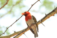 Anaplectes rubriceps rubriceps