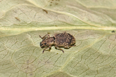 Simo variegatus