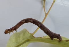 Ourapteryx sambucaria