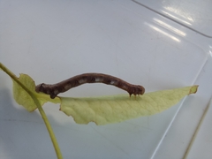 Ourapteryx sambucaria