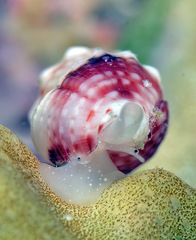 Naudedrillia