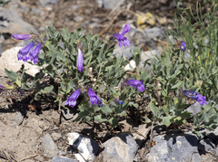 Penstemon montanus