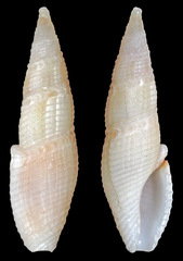 Otitoma cyclophora