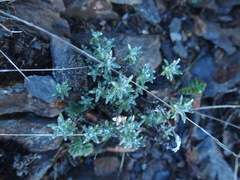 Leontopodium microphyllum