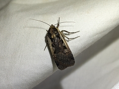 Parabagrotis