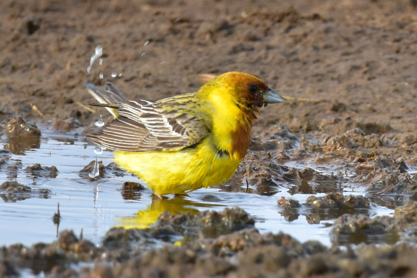 Red-headed Bunting
