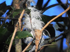 Ityraea electa