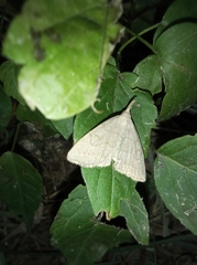 Polypogon tentacularia