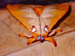 Mahanta quadrilinea