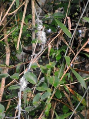 Salacia gerrardii