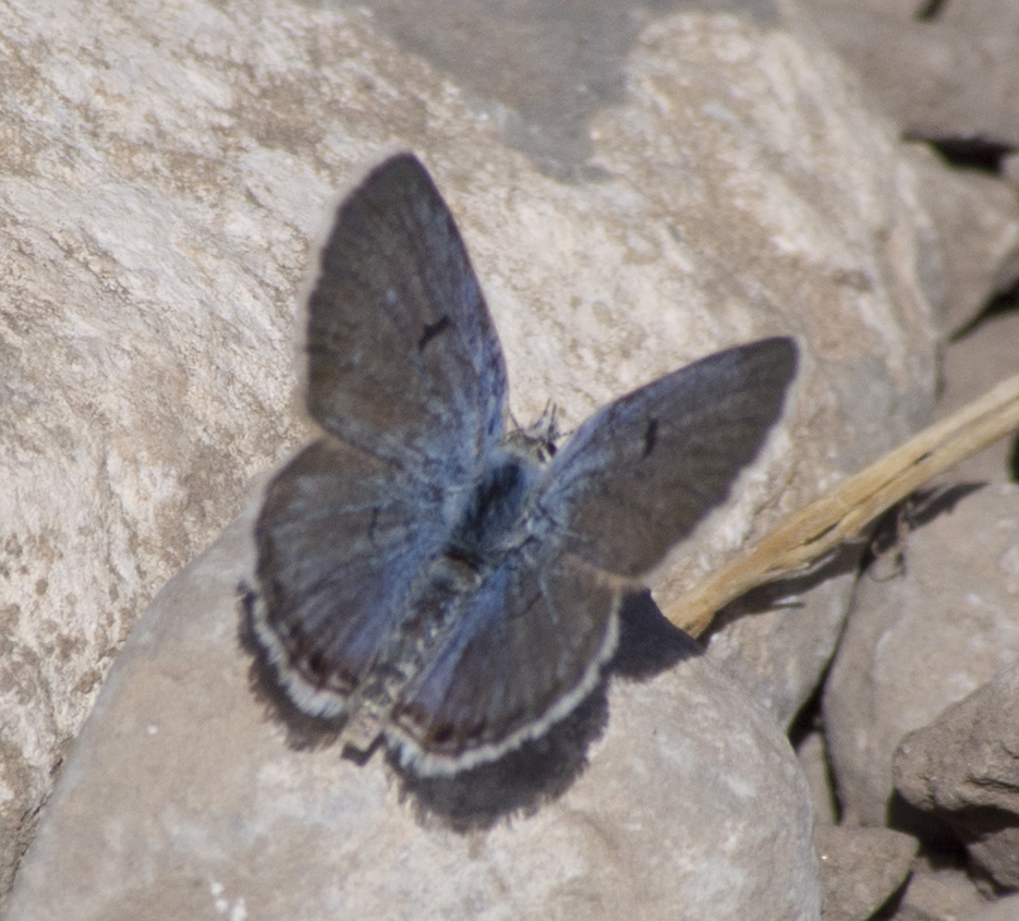 Shasta Blue