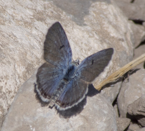 Shasta Blue