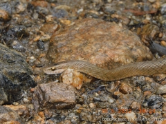 Herpetoreas platyceps