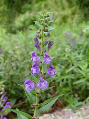 Scutellaria baicalensis