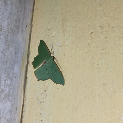 Episothalma robustaria