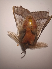 Ormiscodes schmidtnielseni