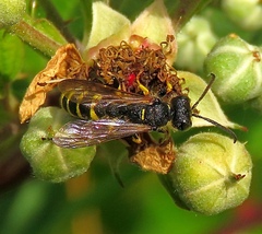 Cerceris arenaria