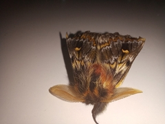 Ormiscodes schmidtnielseni