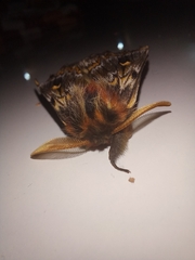 Ormiscodes schmidtnielseni