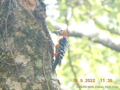 Dendrocopos hyperythrus