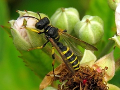 Cerceris arenaria