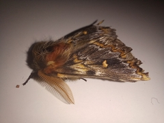 Ormiscodes schmidtnielseni