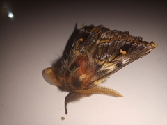 Ormiscodes schmidtnielseni