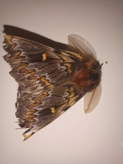 Ormiscodes schmidtnielseni