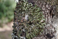 Pleurosticta acetabulum