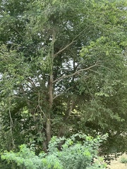 Holoptelea integrifolia