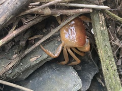 Geothelphusa pingtung